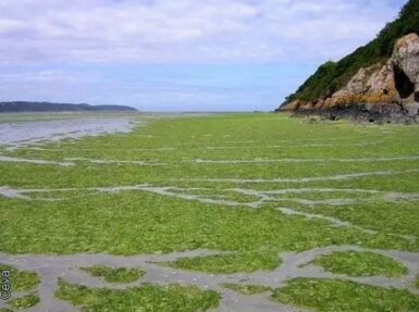 Dépôt d'algues vertes sur l'Estran