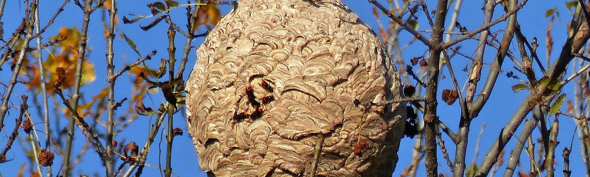 nide de frelons asiatiques