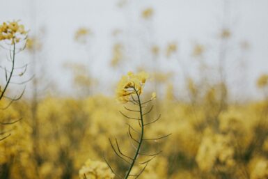 fleurs jaunes des champs